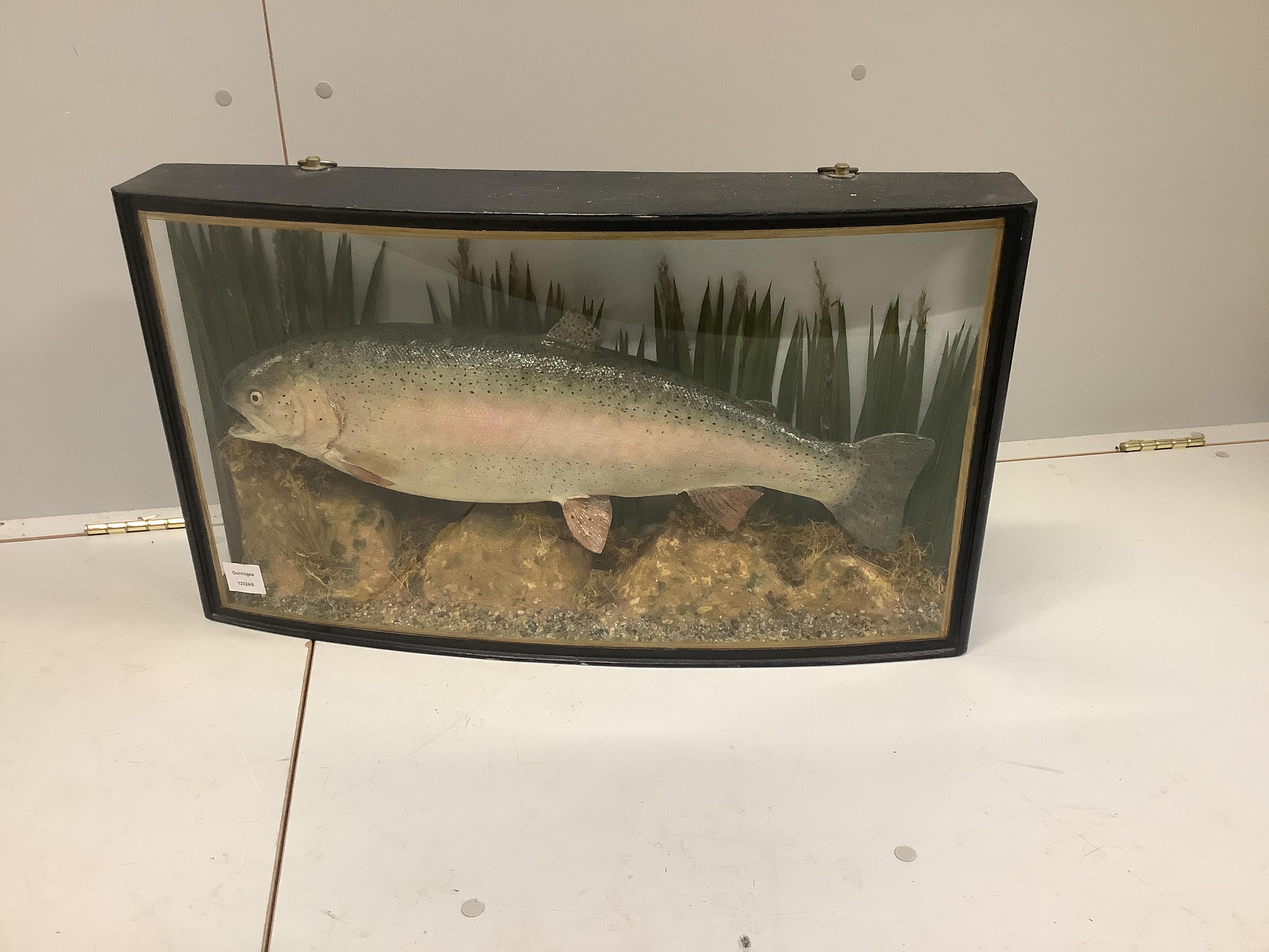 A taxidermy rainbow trout in naturalistic riverbed setting and glazed bow front case, width 73cm, height 41cm